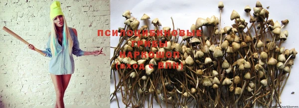 ПСИЛОЦИБИНОВЫЕ ГРИБЫ Краснотурьинск