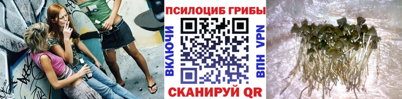 Псилоцибиновые грибы MAGIC MUSHROOMS  Купить  Жуковка 